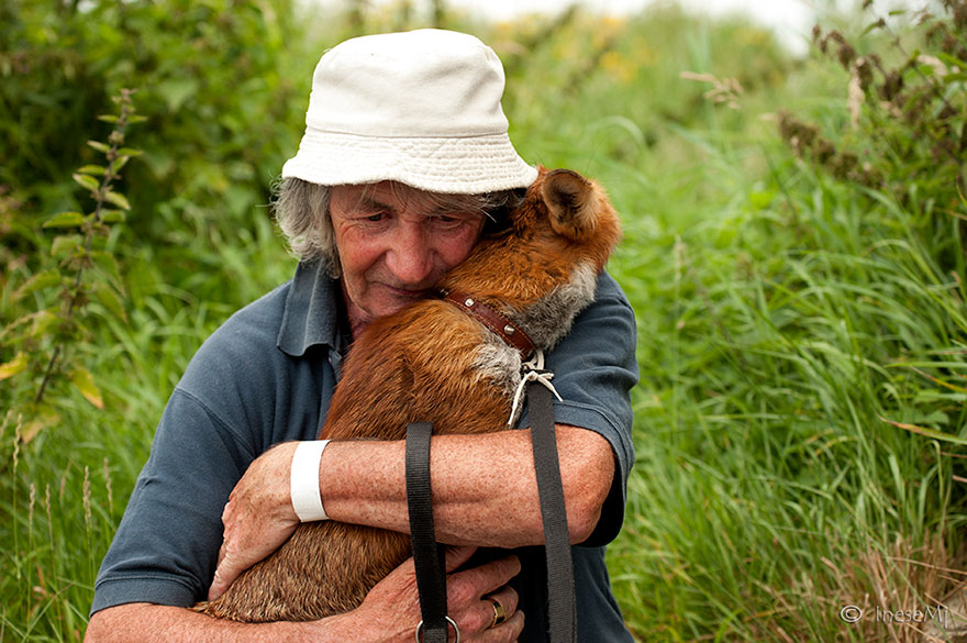 pet-foxes-rescue-patsy-gibbons-ireland-20