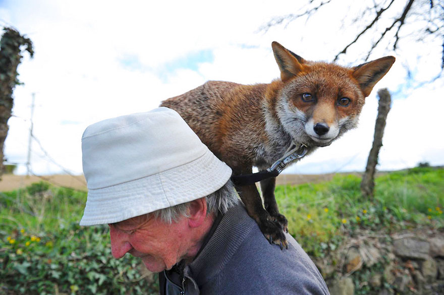 pet-foxes-rescue-patsy-gibbons-ireland-25