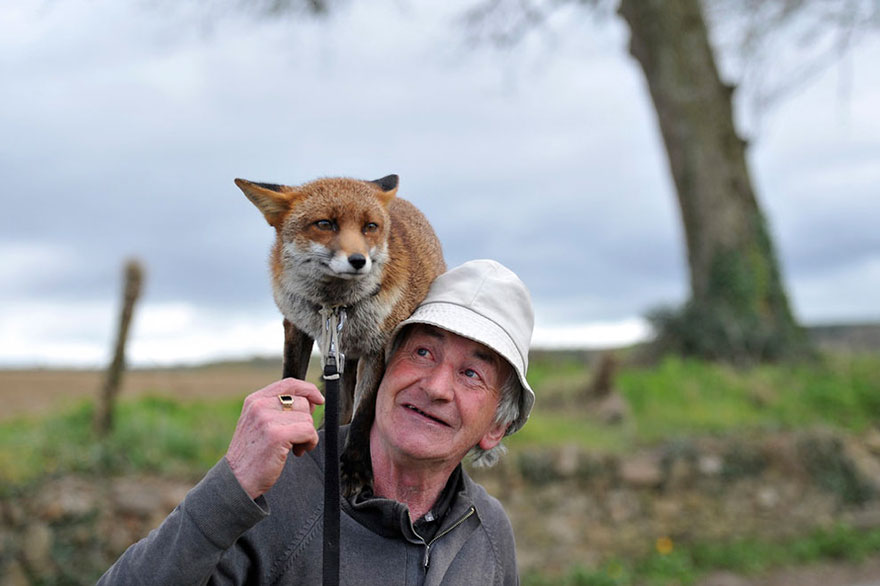 pet-foxes-rescue-patsy-gibbons-ireland-5