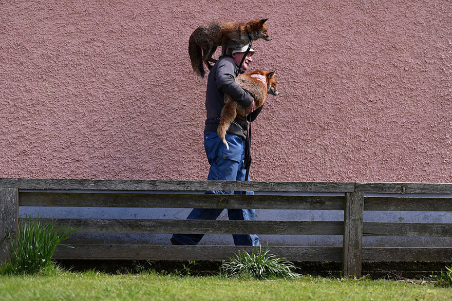 This Man Rescued These Foxes And Now They Won't Leave His Side
