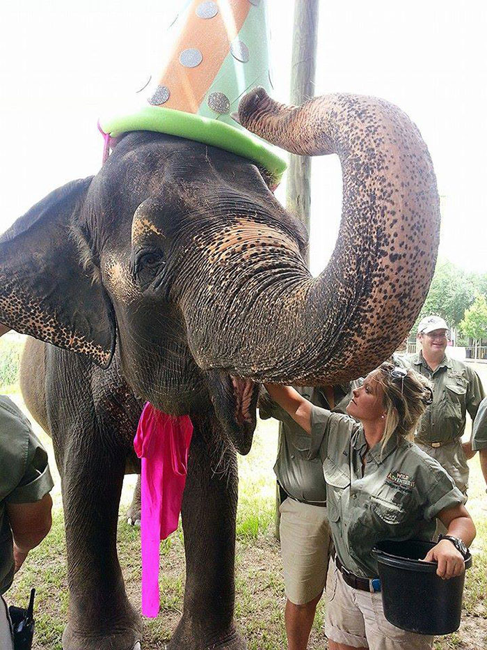 An Elephant In A Party Hat