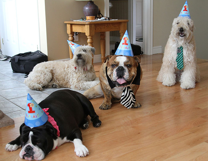 Chester, Finnegan, Lyla And Tony All In Their Birthday Hats