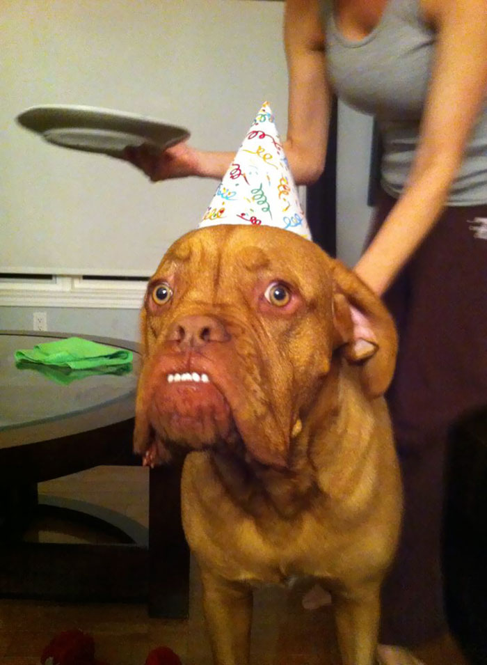 My Friend's Dog On His Birthday
