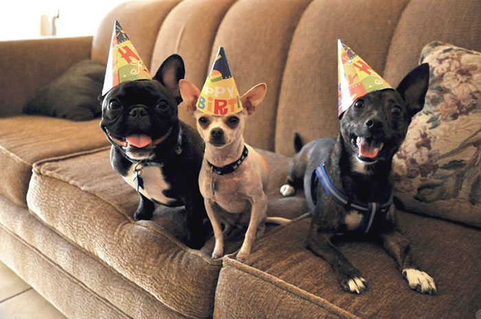 Ain't No Party Like A Doggy Party!