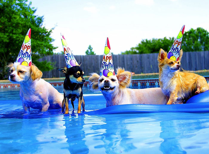 Pool Birthday Party Dogs