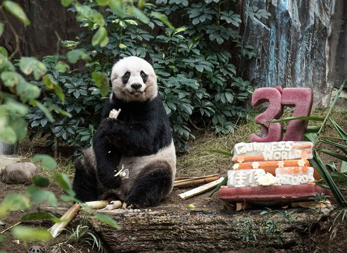 Jia Jia Just Celebrated Her 37th Birthday (that’s 111 In Human Years)!