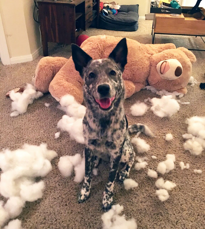 When Your Dog Realizes The Full Potential Of Her Birthday Present