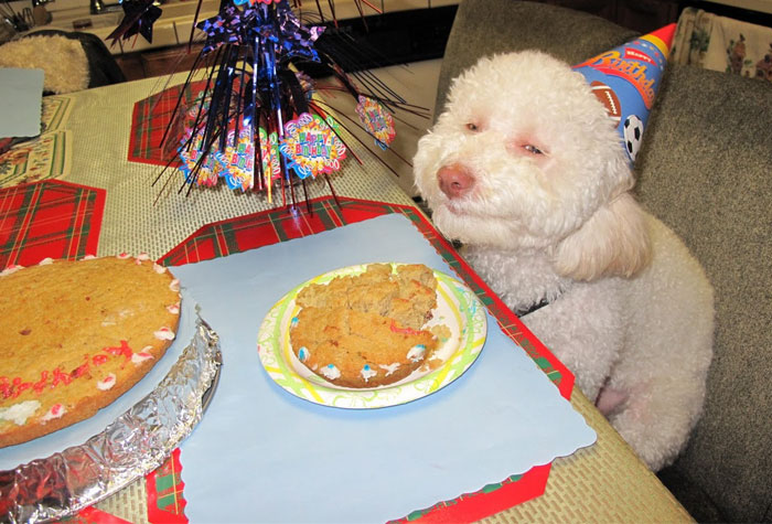 112 Pets Having Better Birthday Parties Than You