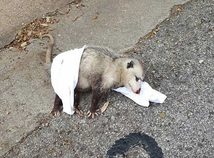 Pregnant Opossum Found “Dead” Hugs The Human That Saved Her Life