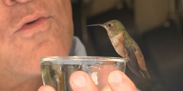 Rescue Hummingbird Won't Leave The Dog Who Saved His Life
