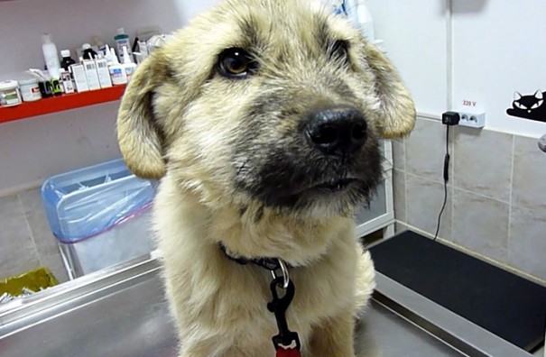 rescue-stray-puppy-gives-handshake-fran-howl-of-dog-adoption-1