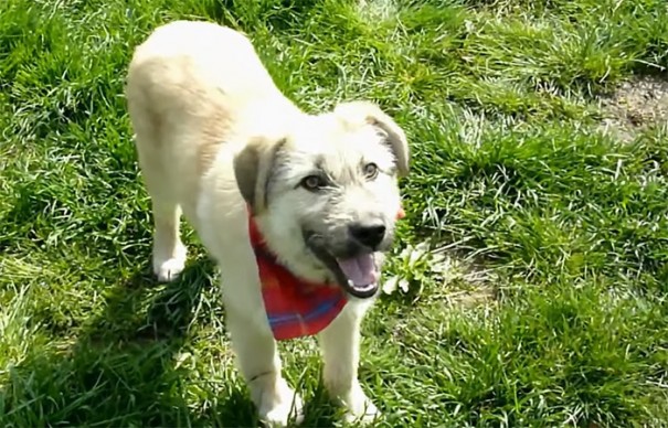 rescue-stray-puppy-gives-handshake-fran-howl-of-dog-adoption-6