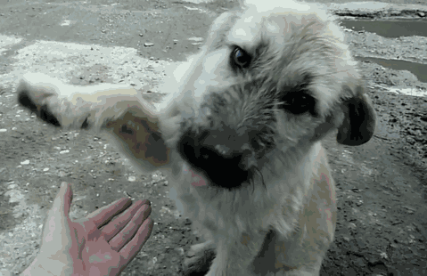 rescue-stray-puppy-gives-handshake-fran-howl-of-dog-adoption-7