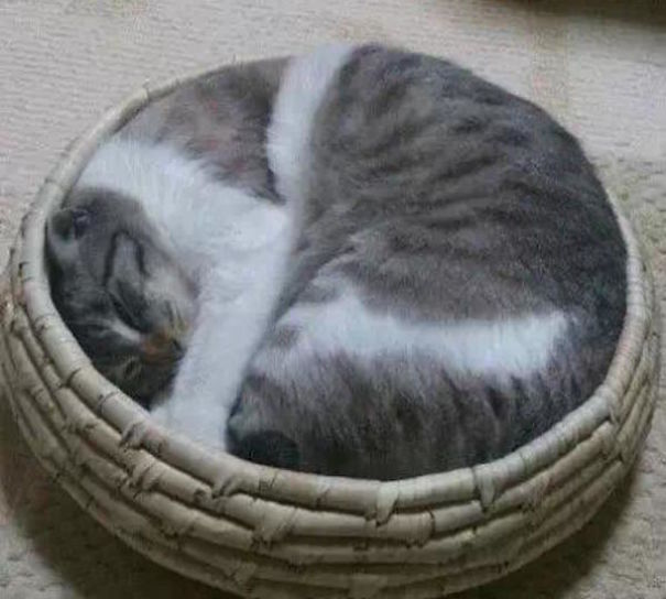 A Collection Of Perfectly Round Cats