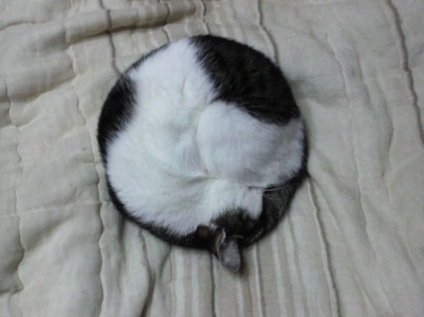 A Collection Of Perfectly Round Cats