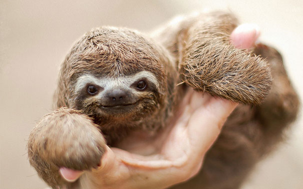 Baby Sloth