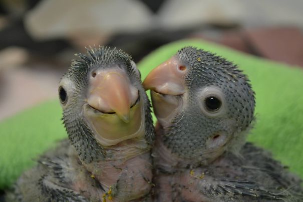 Check Out The Smile On This Baby Parrot