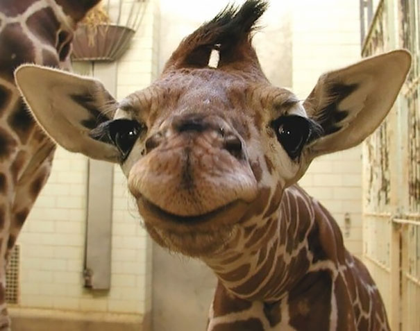 You Know You Want A Smiling Giraffe