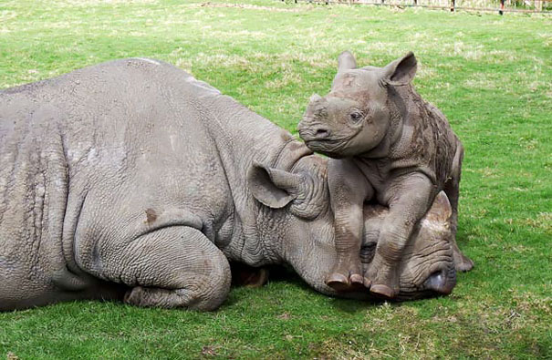 Tiny Smiling Rhino Chilling With Its Mommy