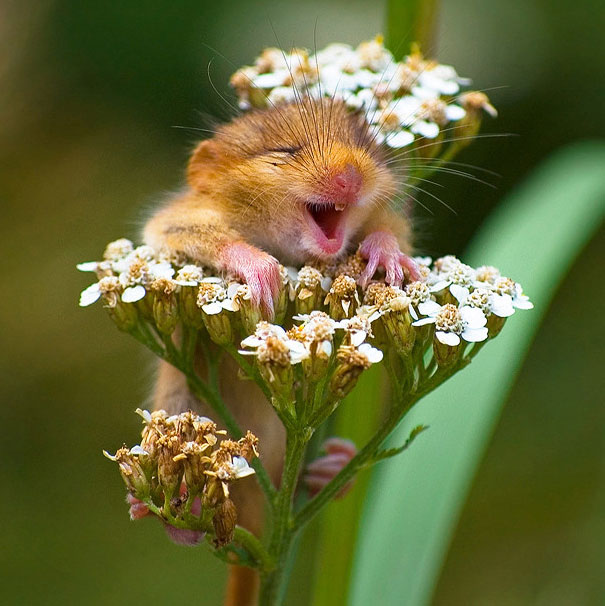 Happy Mice