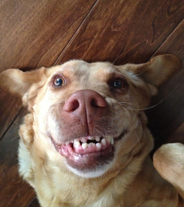 My Dog's Best Attempt At Smiling