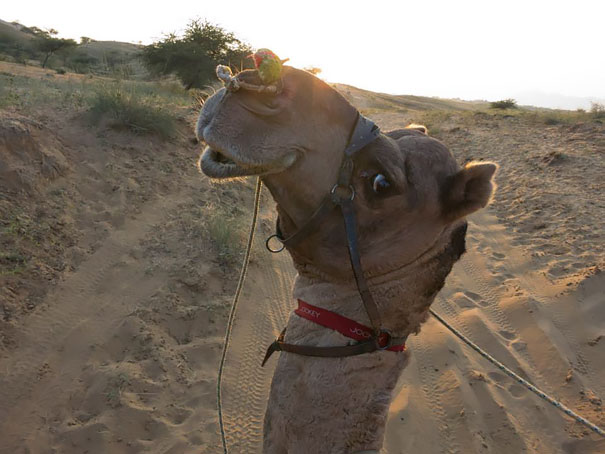 Next Post How About A Smiling Camel?