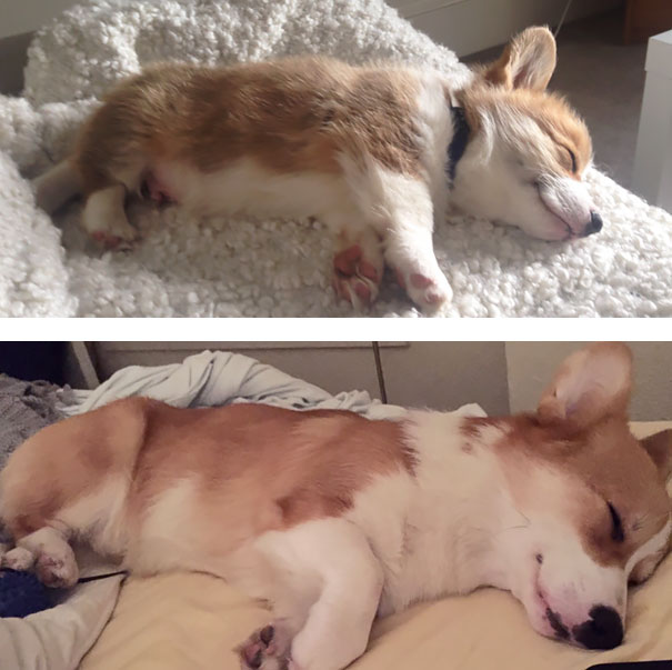 11 Weeks Old, 11 Months Old. Still Smiling In His Sleep