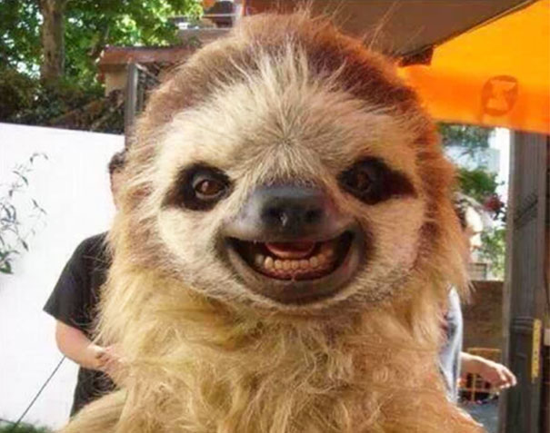 201 Smiling Animals That Will Instantly Make You Smile | Bored Panda
