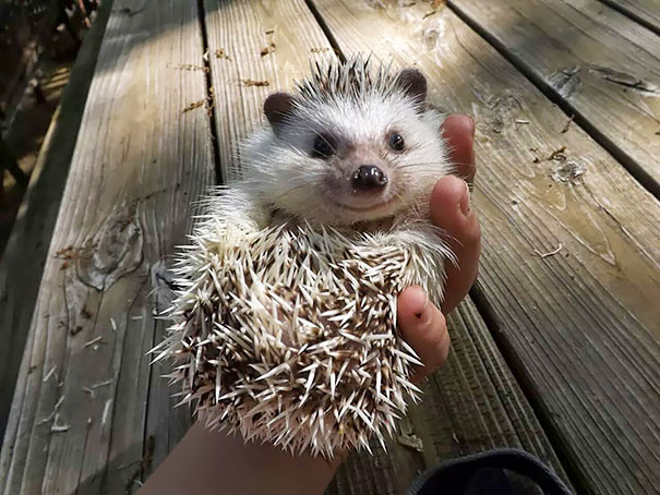 The Happiest Little Hedgehog
