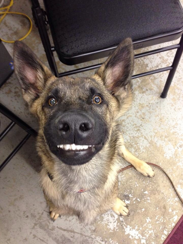 My Friends Dog Likes To Smile Like A Human. Super Derpy