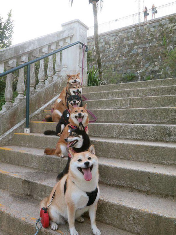 Staircase Of Puppy Smiles