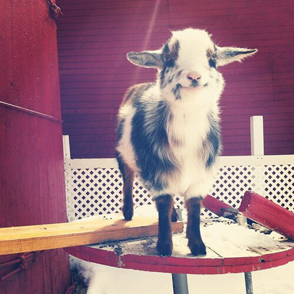 The Cheesiest Smile I've Ever Seen On A Goat
