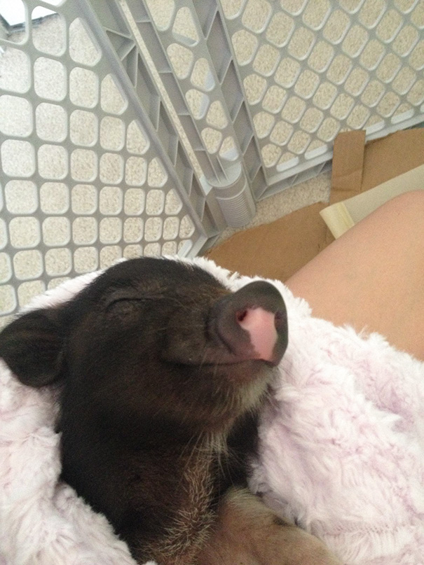 Girlfriend Wanted A Micro Pig. I Was Skeptical At First But His Smile Sealed The Deal