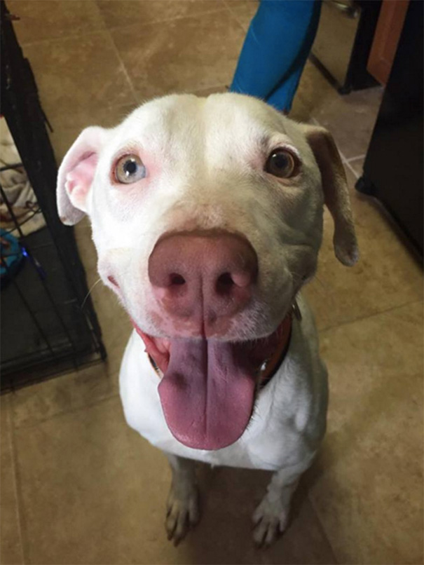 Abandoned Dog Can't Stop Smiling Since He Found A New Home