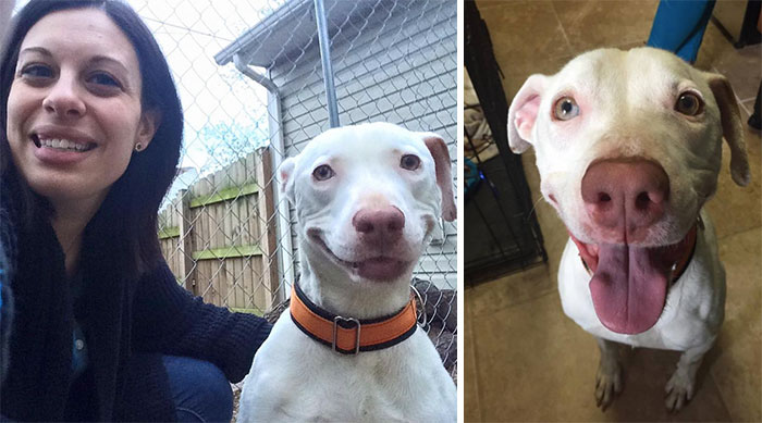 Abandoned Dog Can’t Stop Smiling Since He Found A New Home