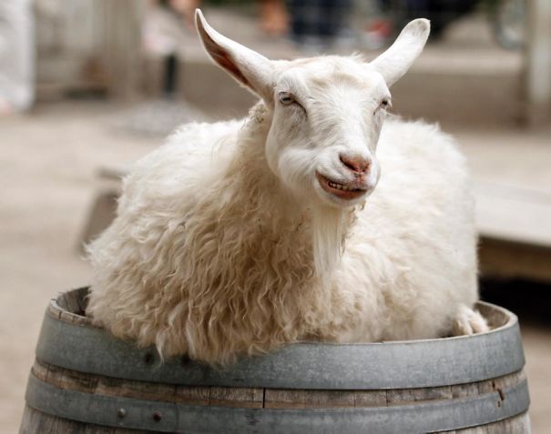 Smiling Pygora Goat
