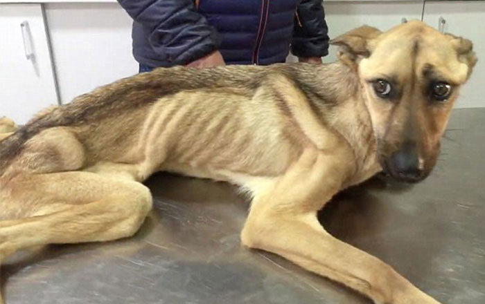 Starving Dog Who Couldn’t Stand Up Makes An Incredible Transformation