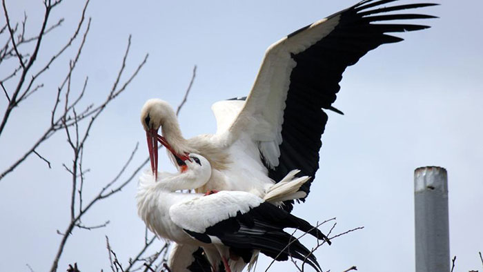 Stork muștele-mii-mile-prieten-klepetan-Malena-croatia-1