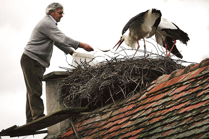 Stork muștele-mii-mile-prieten-klepetan-Malena-croatia-20