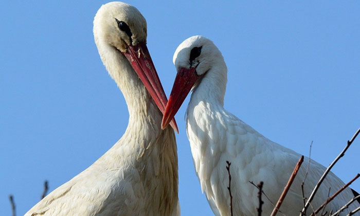 stork-flies-thousands-miles-friend-klepetan-malena-croatia-22