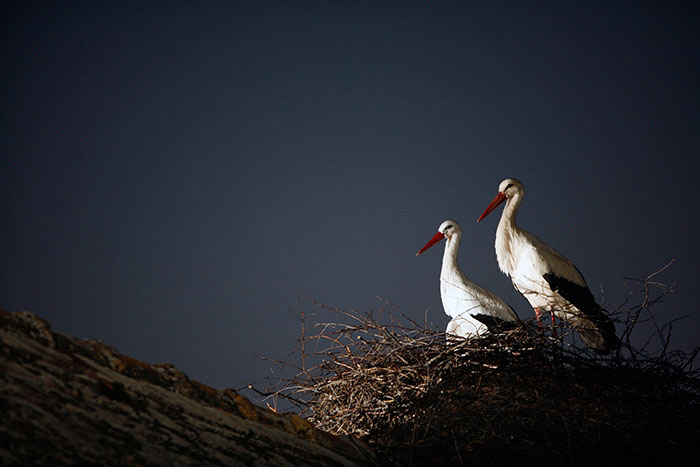 stork-flies-thousands-miles-friend-klepetan-malena-croatia-9