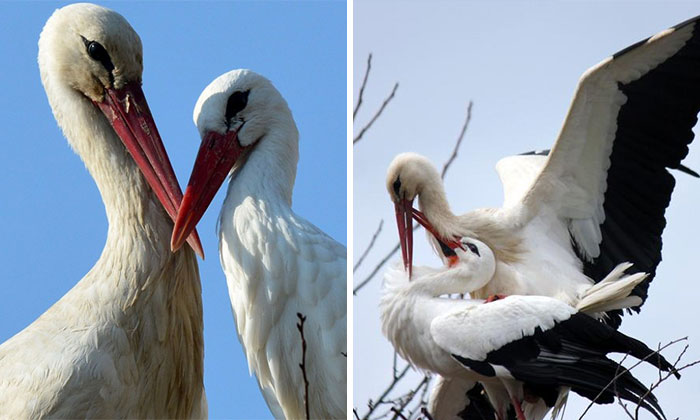 Stork Has Been Flying 13,000 km Every Year For The Last 15 Years To See His Injured Soulmate