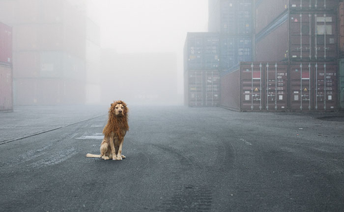 Homeless Dog Found In Garbage Becomes A Lion He Deserves To Be