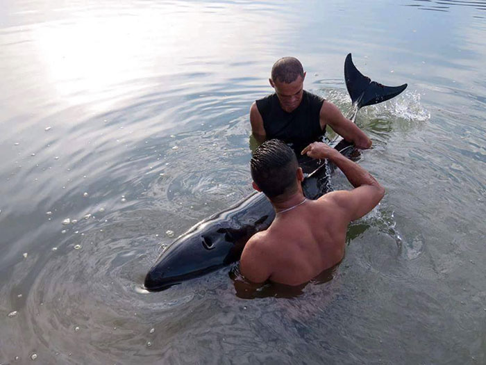 surfers-rescue-baby-whale-stranded-costa-rica-1
