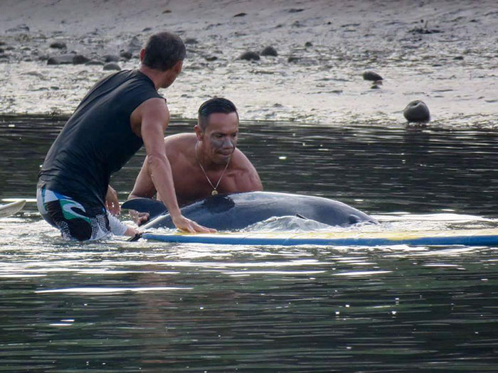 surfers-rescue-baby-whale-stranded-costa-rica-2