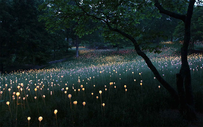 Field Of Light: Artist Uses 50,000 Lights To Turn Desert Into Surreal Fairytale