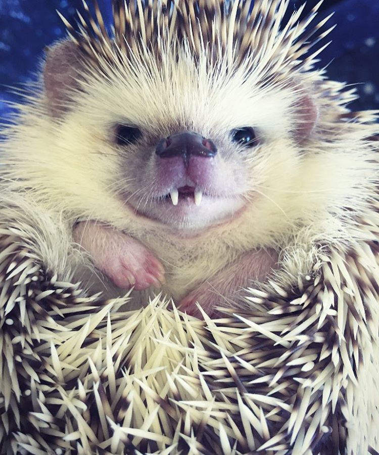 This 'Vampire' Hedgehog Is Instagram's Newest Star