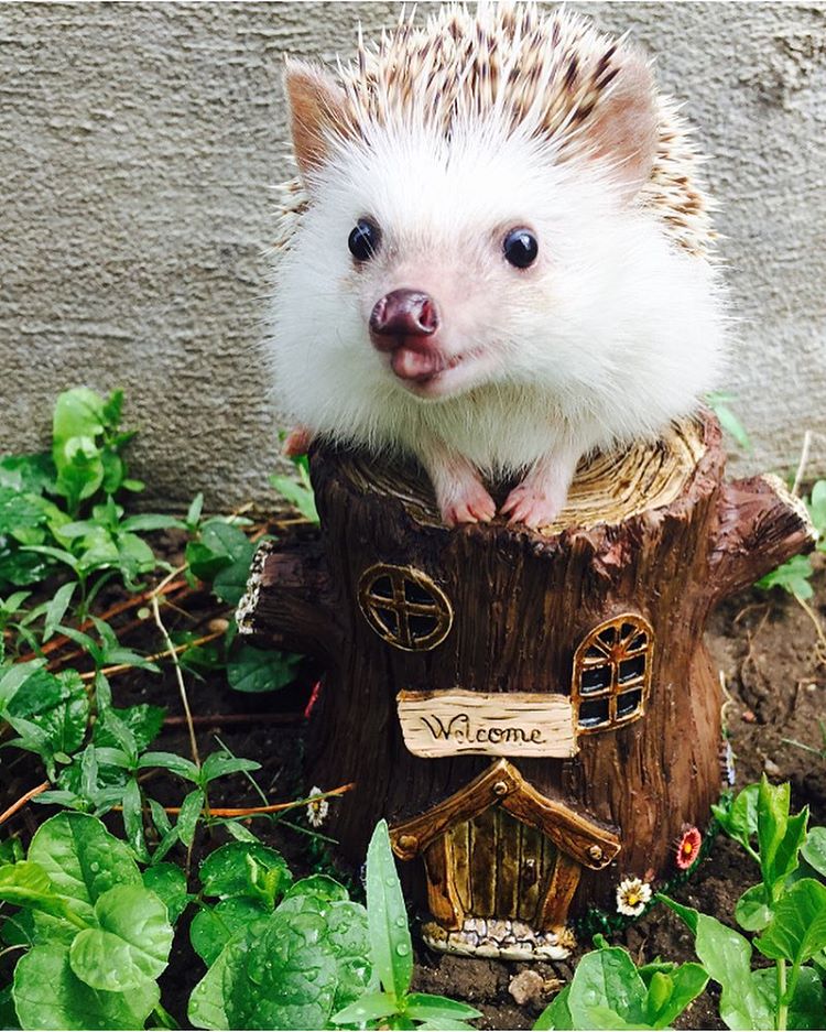 This 'Vampire' Hedgehog Is Instagram's Newest Star