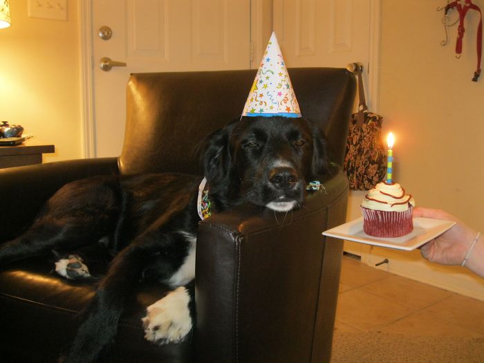 I Threw My Dog A Birthday Party Tonight. Needless To Say He Was Thrilled