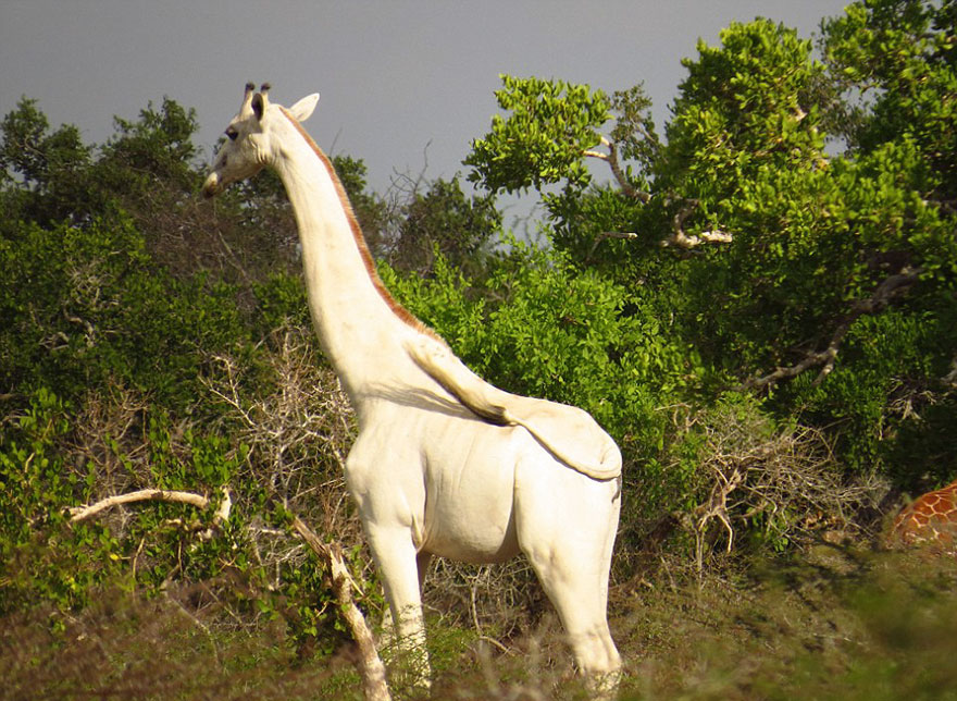 white-giraffe-albino-leucism-jamie-manuel-kenya-10